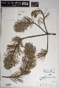 Pinus cembroides image