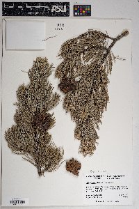 Pinus cembroides image