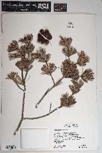 Pinus cembroides image