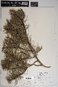 Pinus edulis image