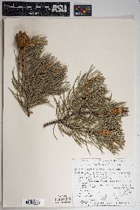 Pinus monophylla image