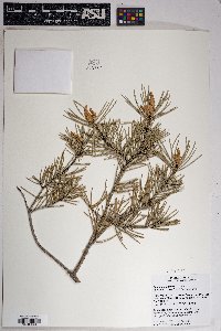 Pinus edulis image