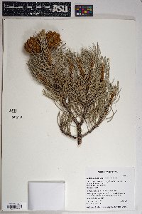 Pinus monophylla image