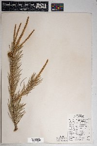 Pinus edulis image