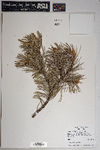 Pinus edulis image