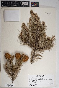 Pinus edulis image