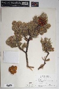 Pinus edulis image