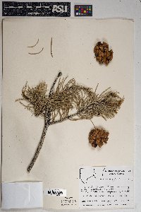 Pinus monophylla image