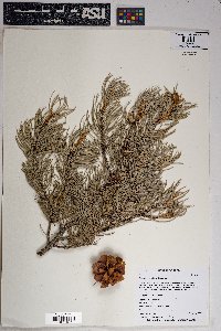 Pinus edulis image