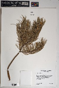 Pinus edulis image