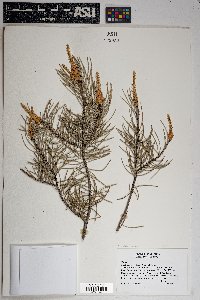 Pinus edulis image