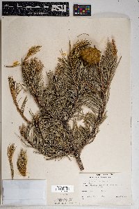 Pinus edulis image