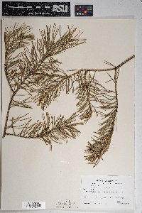 Pinus edulis image