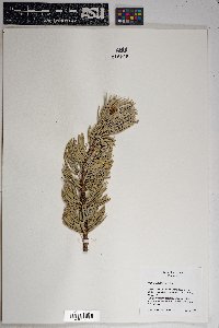 Pinus edulis image