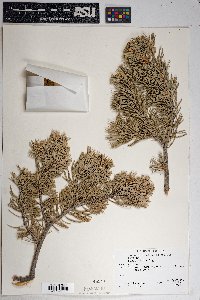 Pinus edulis image