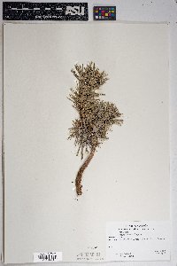 Pinus edulis image