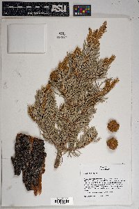 Pinus edulis image