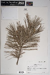 Pinus flexilis image