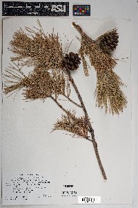 Pinus leiophylla image