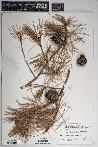 Pinus leiophylla image