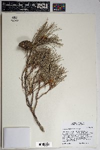 Pinus leiophylla image