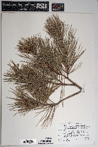 Pinus leiophylla image