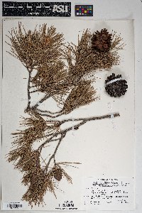 Pinus leiophylla image