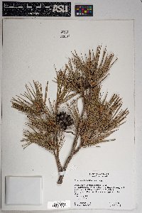 Pinus leiophylla image