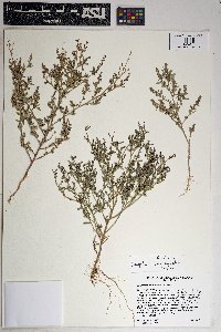 Chenopodium incanum image