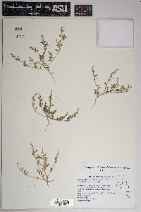 Chenopodium littoreum image