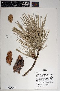 Pinus ponderosa image