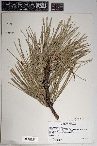 Pinus ponderosa image