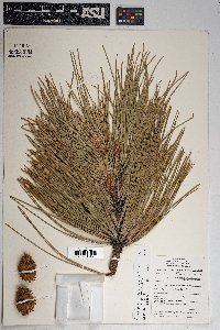 Pinus ponderosa image