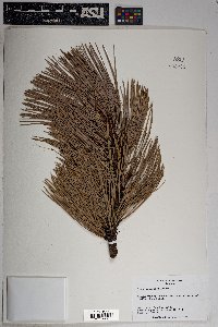 Pinus ponderosa image