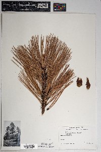 Pinus ponderosa image