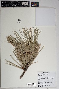 Pinus flexilis image