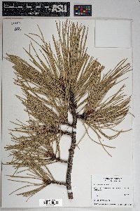 Pinus ponderosa image