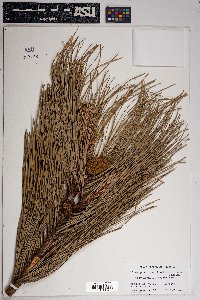 Pinus ponderosa var. scopulorum image