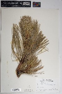 Pinus ponderosa image