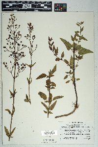 Scrophularia parviflora image