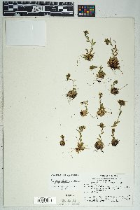 Saxifraga flagellaris image