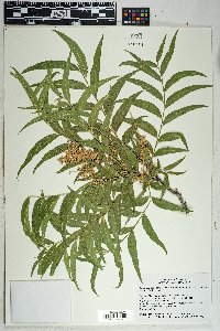 Sapindus saponaria image