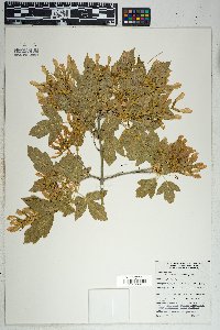 Acer negundo var. interius image