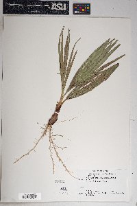 Washingtonia filifera image