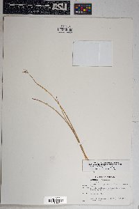 Dichelostemma capitatum subsp. pauciflorum image