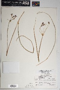 Dichelostemma capitatum subsp. pauciflorum image