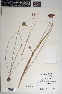 Dichelostemma capitatum image