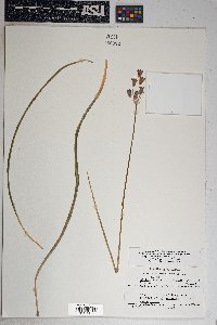 Dichelostemma capitatum subsp. pauciflorum image