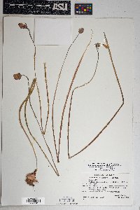 Dichelostemma capitatum image