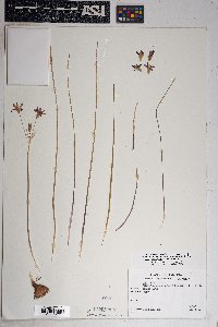 Dichelostemma capitatum image